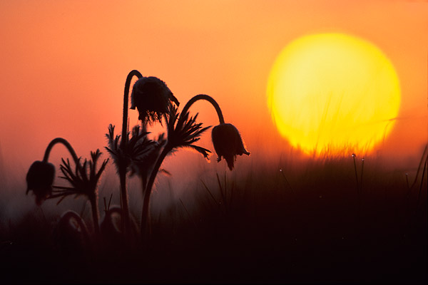 Wiesenkuhschelle (Pulsatilla pratensis)
