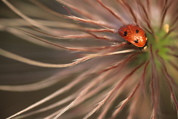 Marienk�fer (Coccinellidae) im Samenstand der Kuhschelle (Pulsatilla vulgaris)
