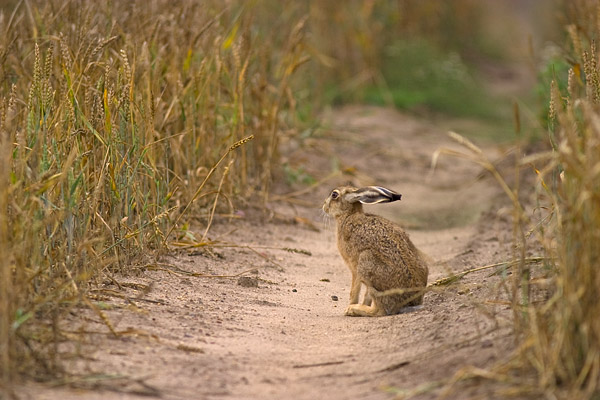 Feldhase - Lepus europaeus