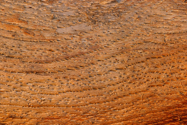 Holzmaserung