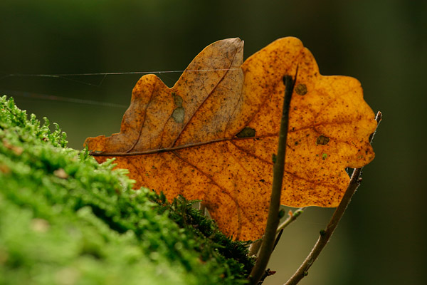 herbstliches Eichenblatt