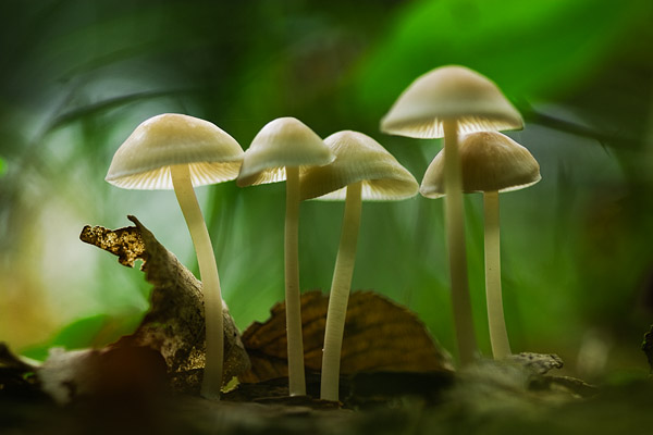 Pilzgruppe im Gegenlicht