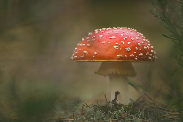 Fliegenpilz (Amanita muscaria)