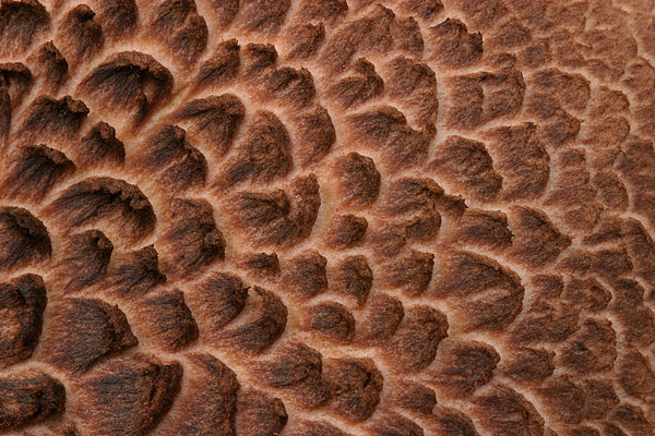 Muster auf Pilzhut - Habichtspilz, Habichts-Stacheling oder Rehpilz (Sarcodon imbricatus)