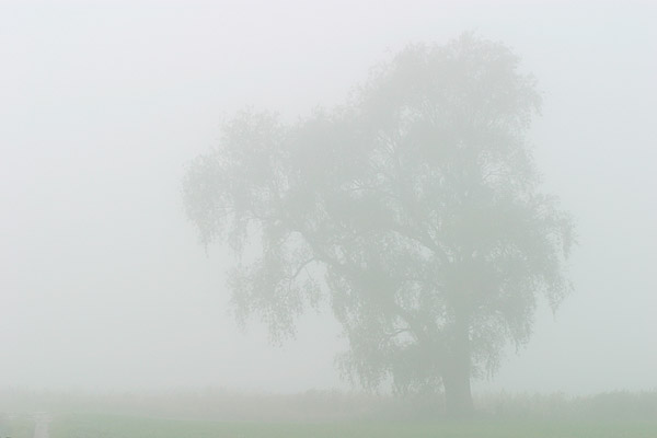 Weide im Nebel