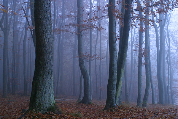 Nebliger Buchenwald, Nationalpark Jasmund, R�gen, Mecklenburg-Vorpommern, Deutschland, Europa