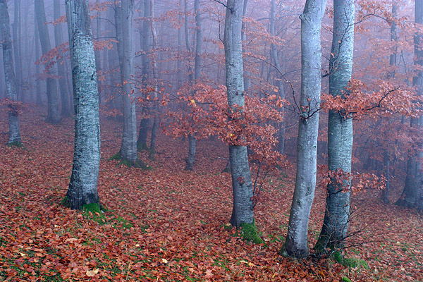 Nebliger Buchenwald, Nationalpark Jasmund, Rgen, Mecklenburg-Vorpommern, Deutschland, Europa