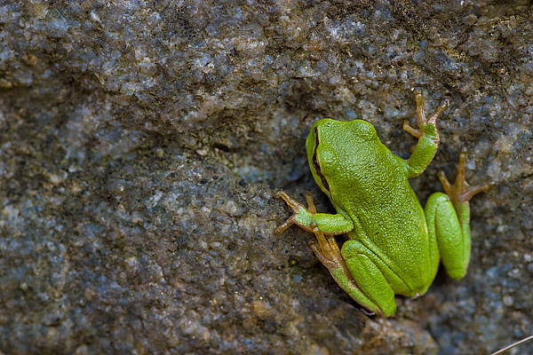 Laubfrosch (Hyla arborea)
