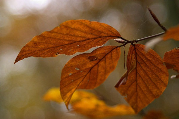 Herbstliche Buchenbltter