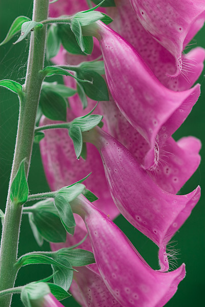Fingerhut (Digitalis purpurea)