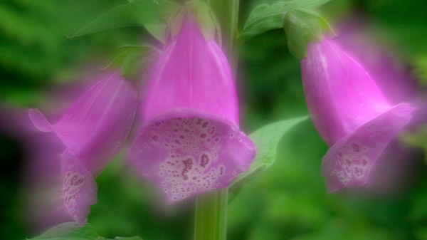 Fingerhut (Digitalis purpurea) Doppelbelichtung