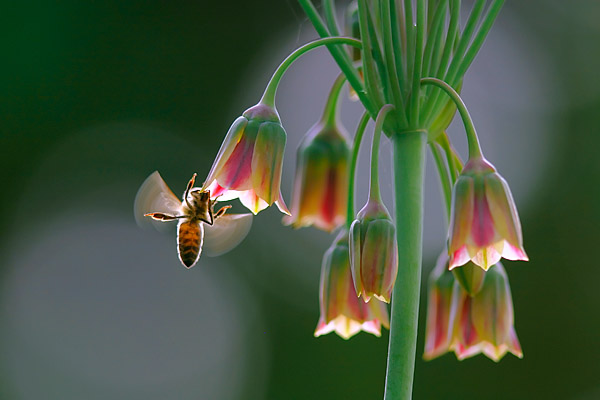 Bee happy