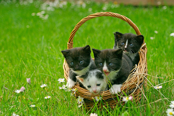 Katzenk�rbchen