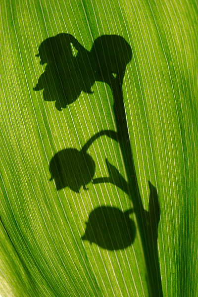 Maiglckchen (Convallaria majalis)