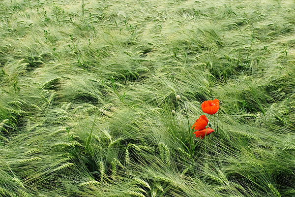 Mohn im Gerstenfeld
