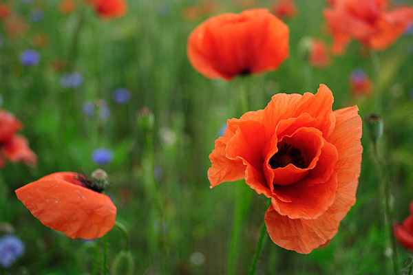 Mohn im Gerstenfeld