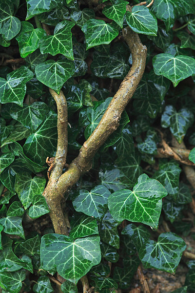 Efeu (Hedera helix)