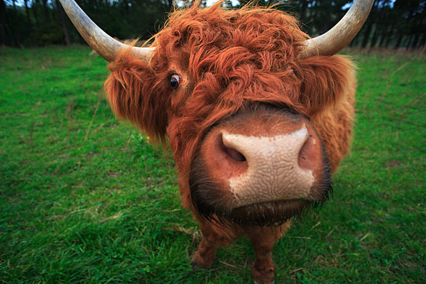 Schottisches Hochlandrind, Highland Cattle, Kyloe