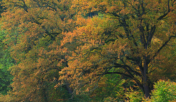 Herbstbume
