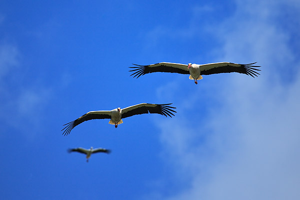 Weissst�rche  im Gleitflug, Ciciona ciciona