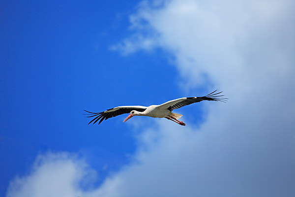 Weissstorch segelt im thermischen Aufwind - Ciciona ciciona
