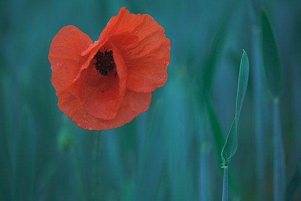 Mohnblume im Kornfeld (Papaver rhoeas)