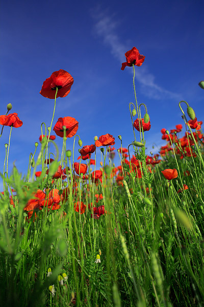 Mohnblumenfeld (Papaver rhoeas)