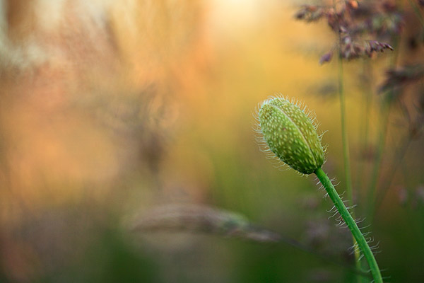 Knospe des Klatschmohn - Papaver rhoeas