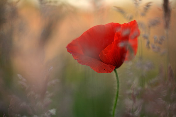 Mohnblte (papaver rhoeas)