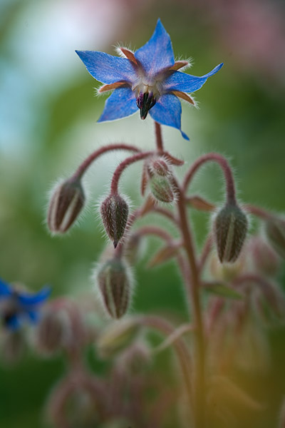 Borretsch (Borago officinalis)