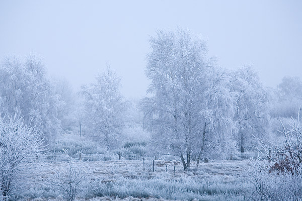 Von Rauhreif berzogene Winterlandschaft, Frsterhofer Heide, Mecklenburg-Vorpommern, Deutschland, Europa