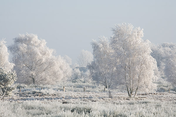 Von Rauhreif �berzogene Winterlandschaft, F�rsterhofer Heide, Mecklenburg-Vorpommern, Deutschland, Europa