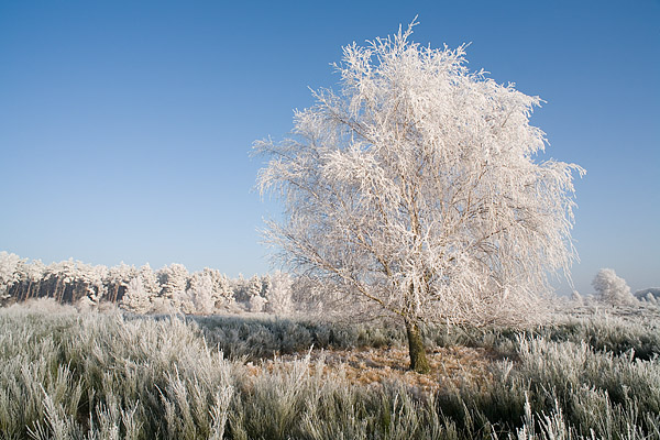 Von Rauhreif berzogene Winterlandschaft, Frsterhofer Heide, Mecklenburg-Vorpommern, Deutschland, Europa