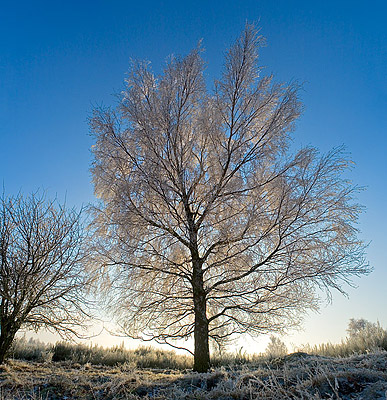 Mit Raureif berzogene Birke - Betula spec. - Hohe Bildauflsung!