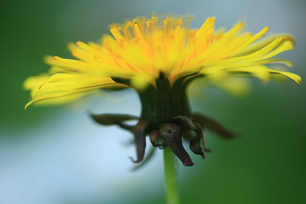 Gew�hnlicher L�wenzahn (Taraxacum spec.)