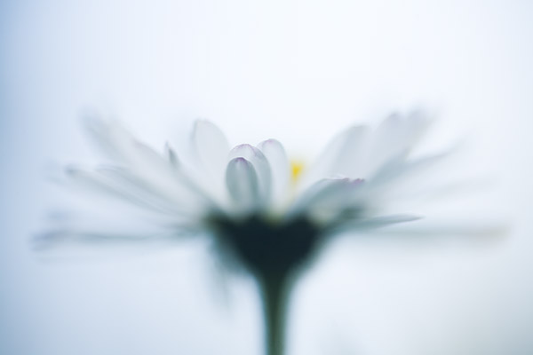 High Key eines Gnseblmchens (Bellis perennis)