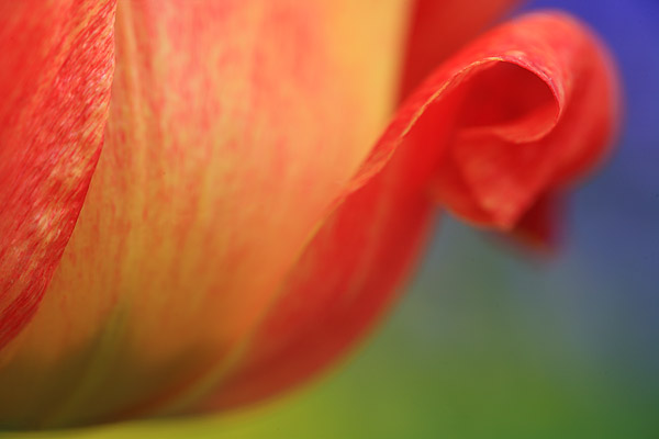 Tulpe Bl�tendetail