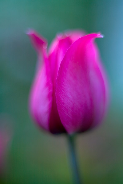 Tulpe (Tulipa) weicher Effekt durch selektive Schärfe