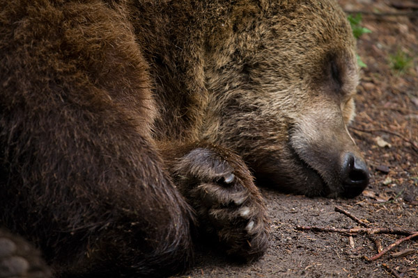 Braunb�r - Ursus arctos