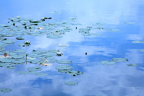 Seerosen