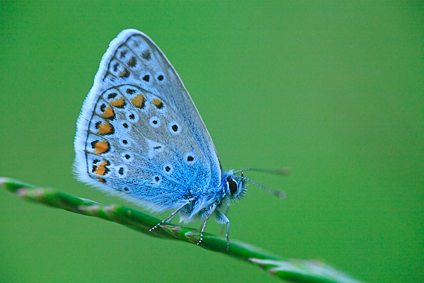 Hauhechel-Bläuling (Polyommatus icarus) - Gemeiner Bläuling