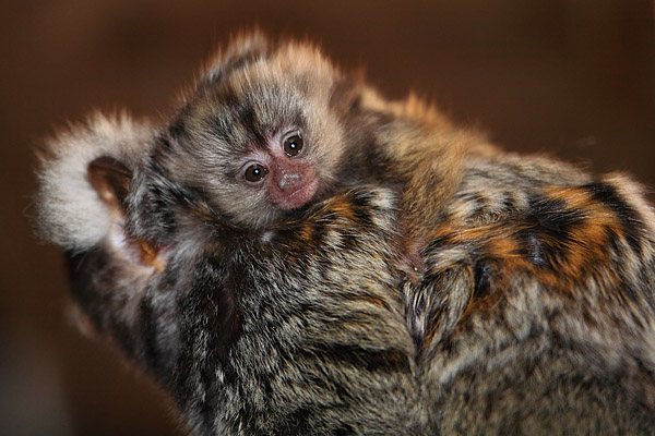 Lisztaffe (Saguinus oedipus) mit Nachwuchs