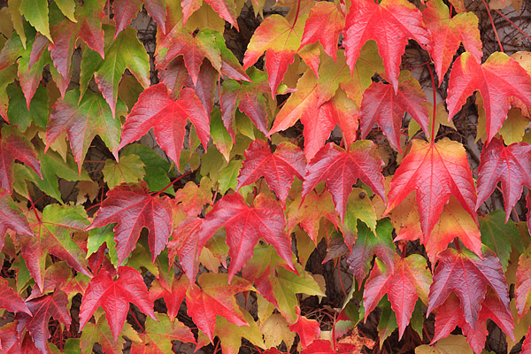 Wilder Wein in Herbstfrbung