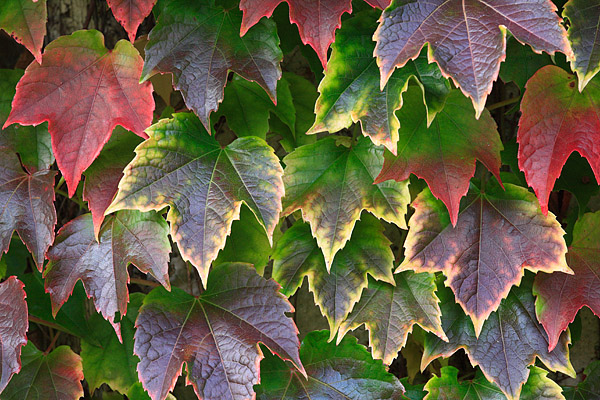 Wilder Wein in Herbstfrbung