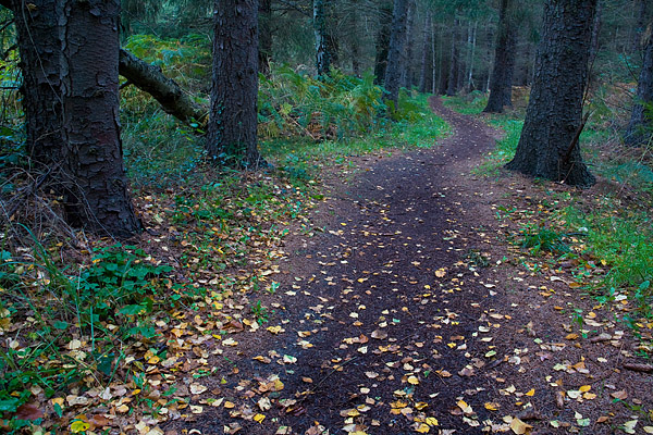 Waldweg - Nationalpark Vorpommersche Boddenlandschaft, Dar�, Mecklenburg-Vorpommern, Deutschland
