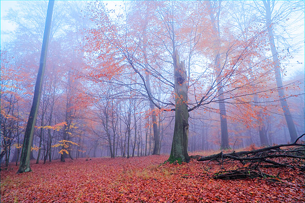 herbstlich gef�rbter Buchenwald