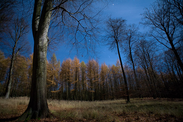 Wald im Mondlicht