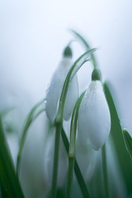 Kleines Schneegl�ckchen (Galanthus nivalis)