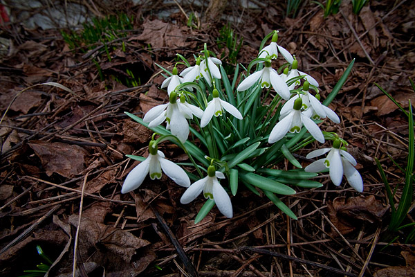 Kleines Schneeglckchen (Galanthus nivalis)