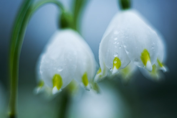 Mrzbecher / Frhlings-Knotenblume , (Leucojum vernum)